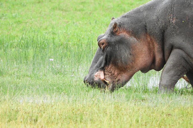 Amboseli Day Tour from Nairobi - Amboseli’s habitats: what that means for your wildlife chances