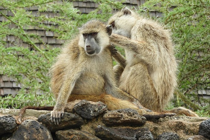 Amboseli Day Tour from Nairobi - What’s included in the price, and what can cost extra