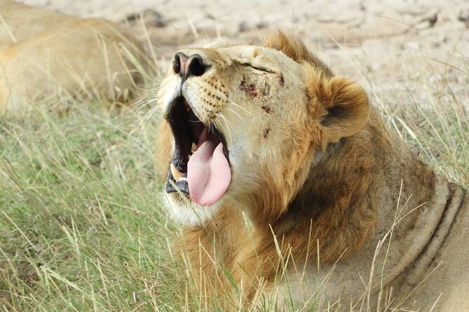Amboseli Day Tour from Nairobi - How to choose the right expectations for Amboseli in one day