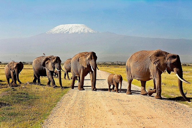 Amboseli Day Trip from Nairobi - 5am Nairobi Pickup and a Long, Straight Day Plan