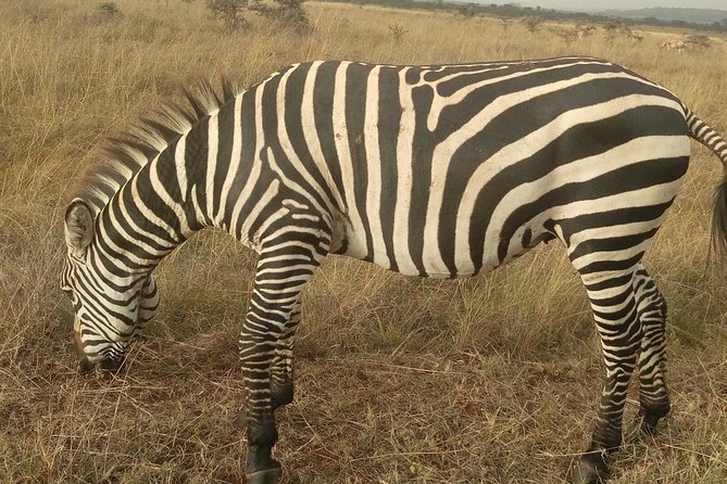 Amboseli Day Trip from Nairobi - Lunch Timing: Observation Hill Packed Lunch or a Hotel Meal