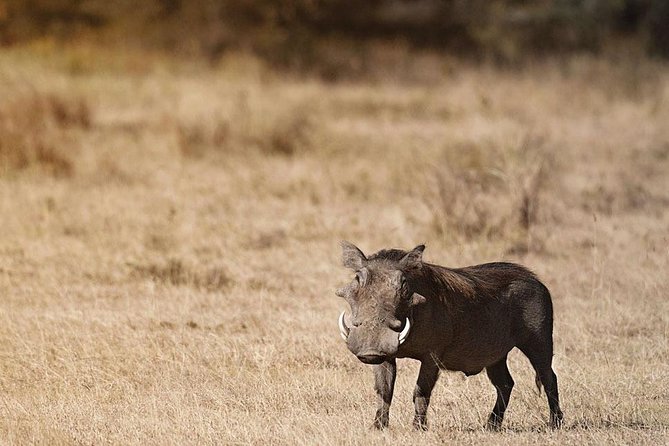 Amboseli Day Trip from Nairobi - What the Afternoon Portion Typically Gives You