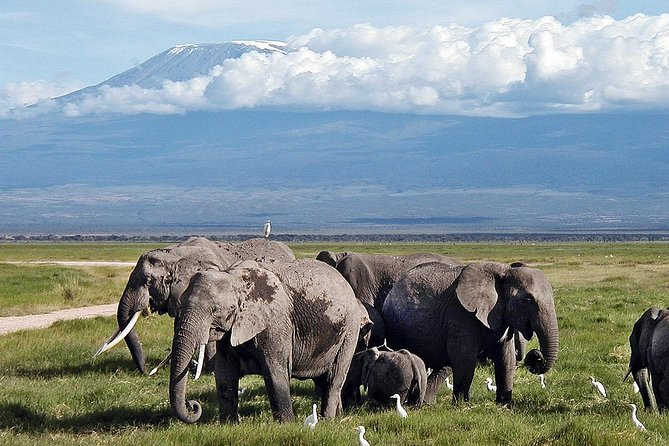 Amboseli Day Trip from Nairobi - Who This Amboseli Day Trip Fits Best