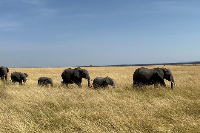 Amboseli day trip with pick up - Key highlights you should care about