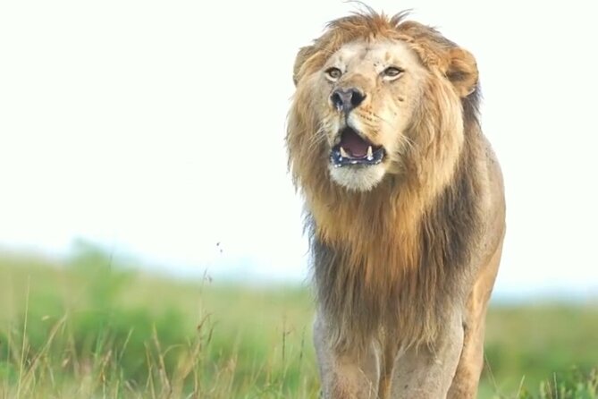 Amboseli Day Trip with Pickup - What you actually get for $300, and what costs extra