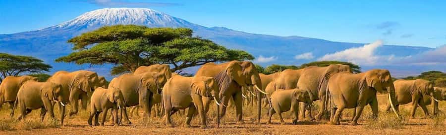 Amboseli National Park 3-Day Safari from Nairobi - Key highlights you will actually use