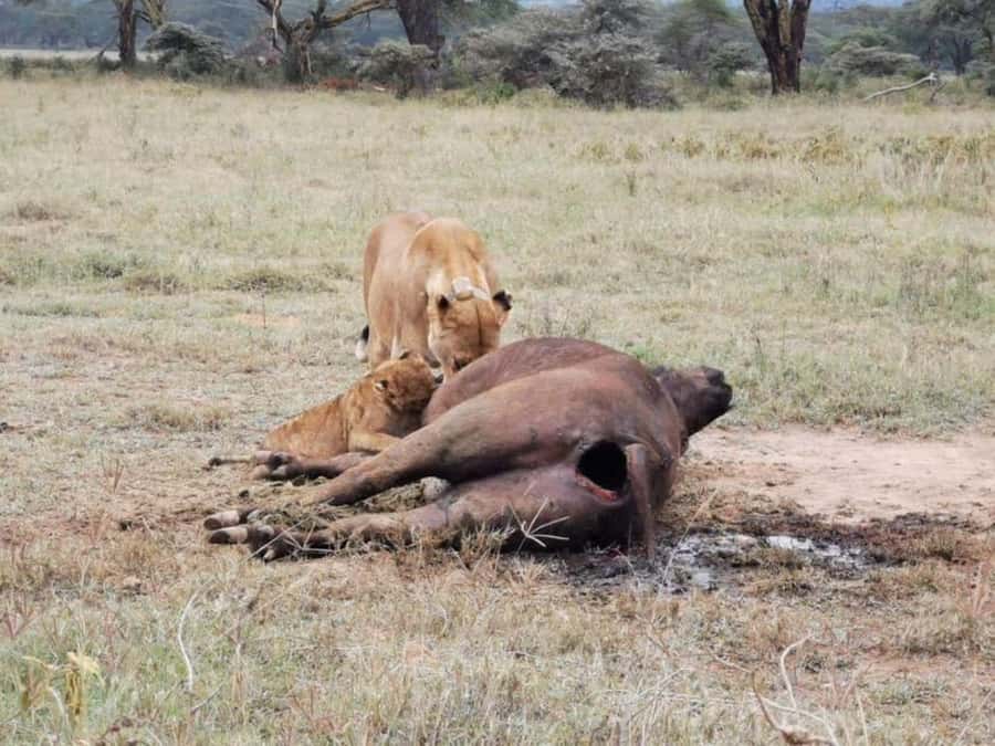 Amboseli National Park 3-Day Safari from Nairobi - Amboseli and Kilimanjaro: why this is more than a drive-and-spot trip
