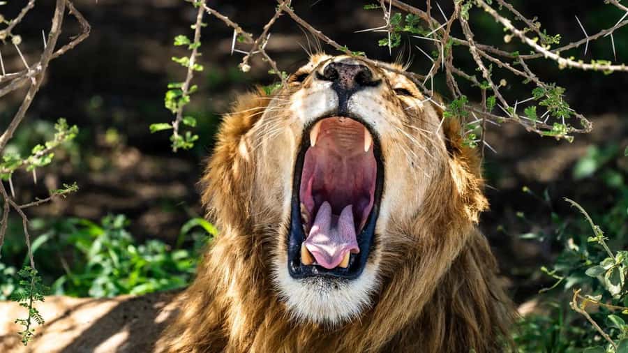 Amboseli National Park 3-Day Safari from Nairobi - Observation Hill and the swamps: when animals gather, not just when you drive