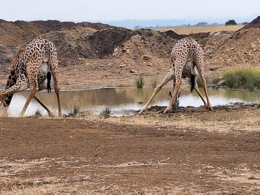 Amboseli National Park 3-Day Safari from Nairobi - The “pop-up roof” vehicle: why it can make or break your photos