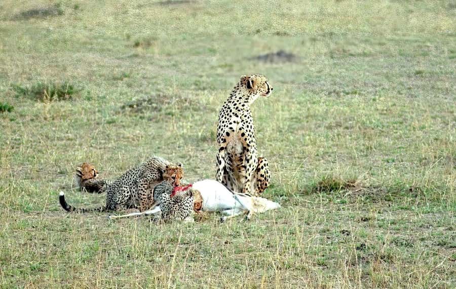 Amboseli National Park 3-Day Safari from Nairobi - Guides and animal-spotting: what makes the driving feel different