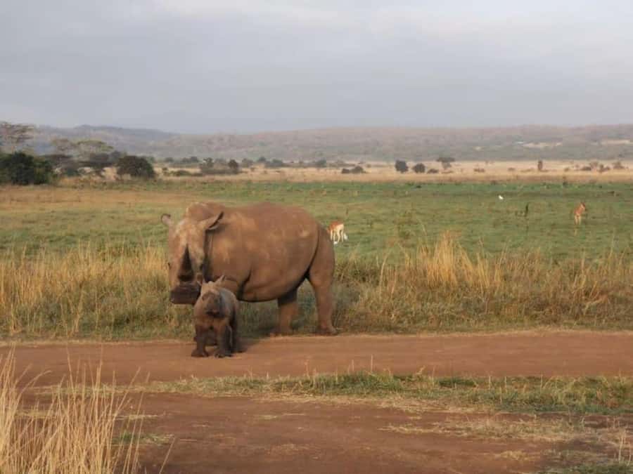 Amboseli National Park 3-Day Safari from Nairobi - Day two: building momentum with another full safari block