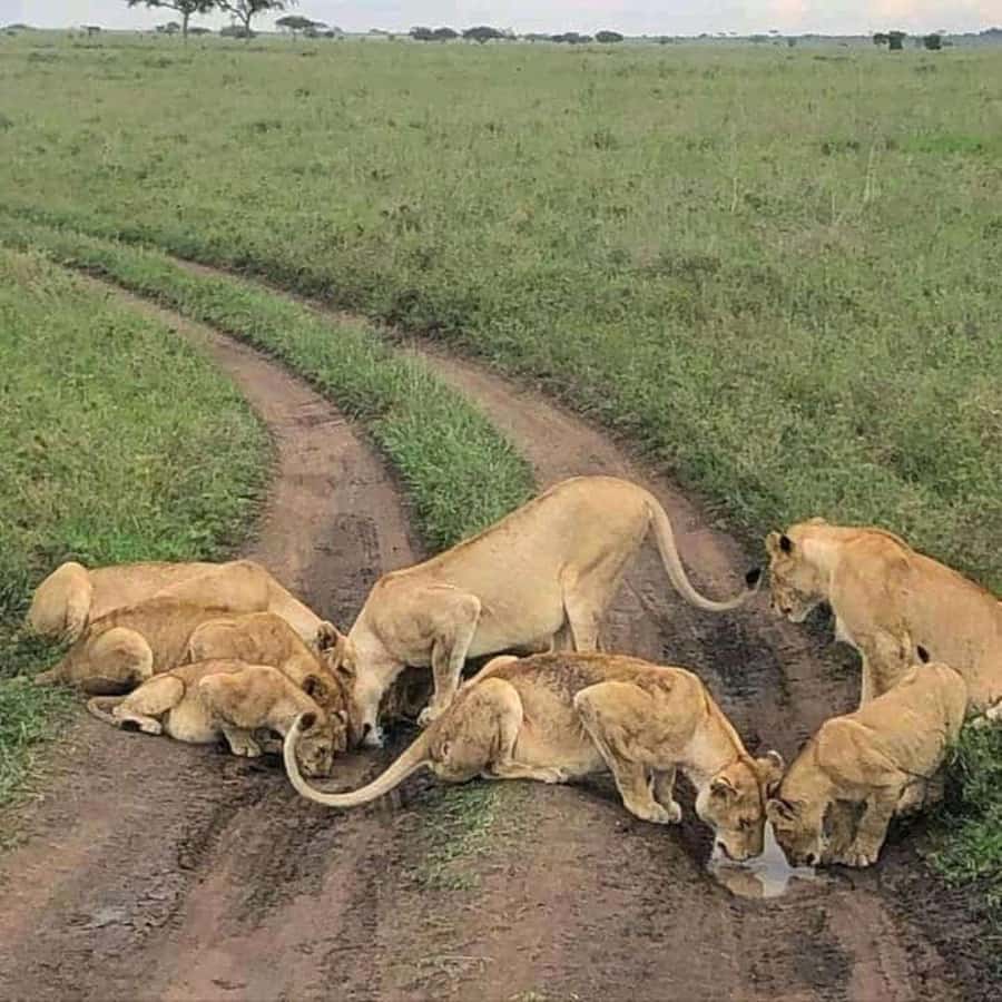 Amboseli National Park 3-Day Safari from Nairobi - Lodging and full-board: what you get for your money