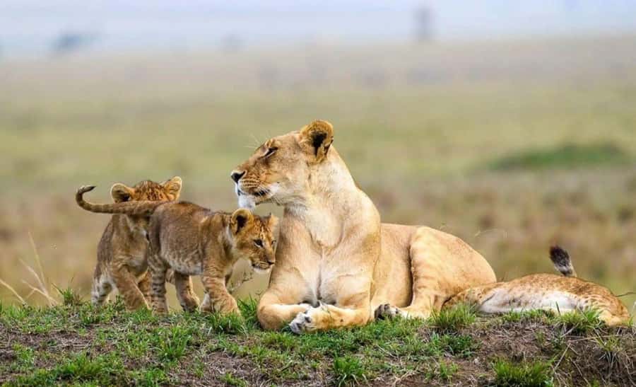 Amboseli National Park 3-Day Safari from Nairobi - The Nairobi-to-Amboseli transfer: timing matters more than comfort