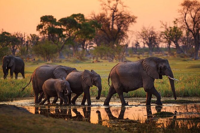 Amboseli National Park Day tour; Free Wifi Connection - Why Amboseli Works So Well as a Nairobi Day Trip