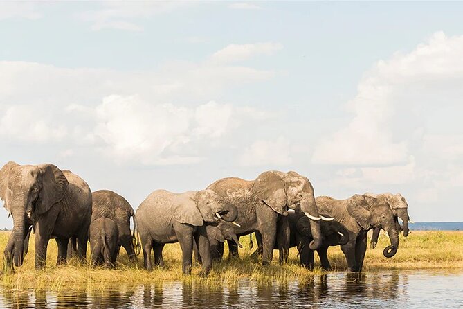 Amboseli National Park Day tour; Free Wifi Connection - How the Guide Changes the Whole Day