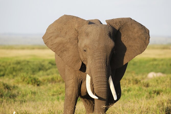 Amboseli National Park Day tour; Free Wifi Connection - Lunch at Oltukai Lodge: Optional, Manageable, and Worth Budgeting