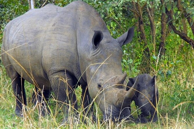 Amboseli National Park Day tour; Free Wifi Connection - Free Company Wi-Fi: Small Comforts That Add Up