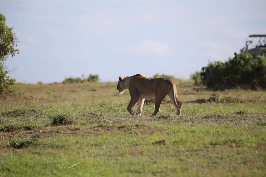 Amboseli National Park Day Trip and Maasai Village Visit - Amboseli from Nairobi, the day that starts with wildlife