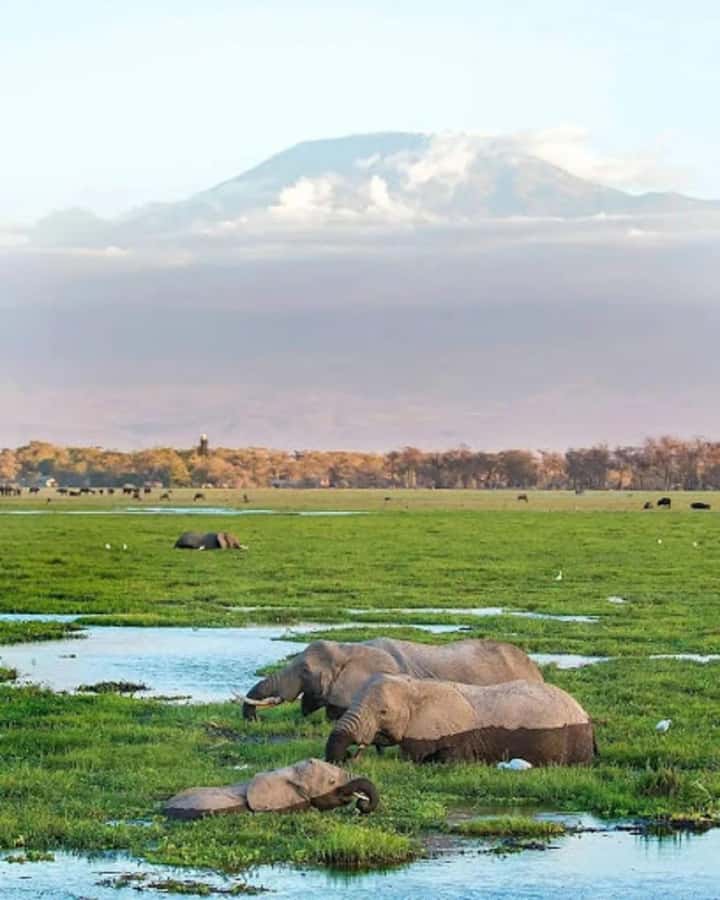 Amboseli National Park Day Trip and Maasai Village Visit - Open-roof game drives in Amboseli, what you can actually look for