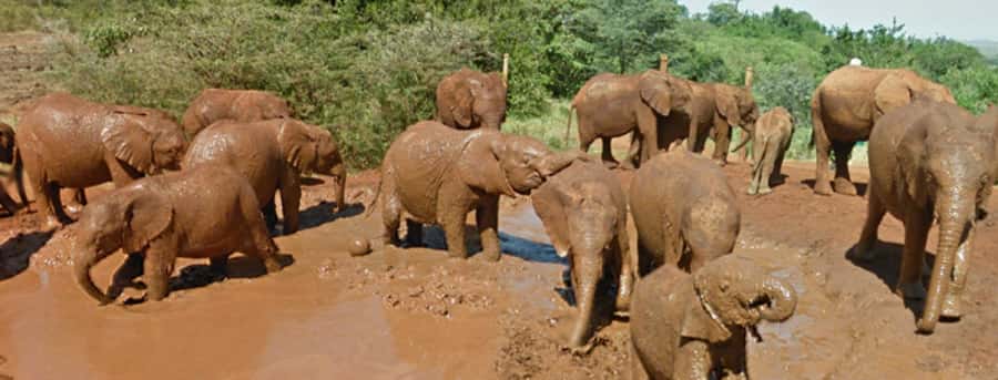 Amboseli National Park Day Trip from Nairobi - Start 4:30 to 5:30 AM, then head straight for Amboseli