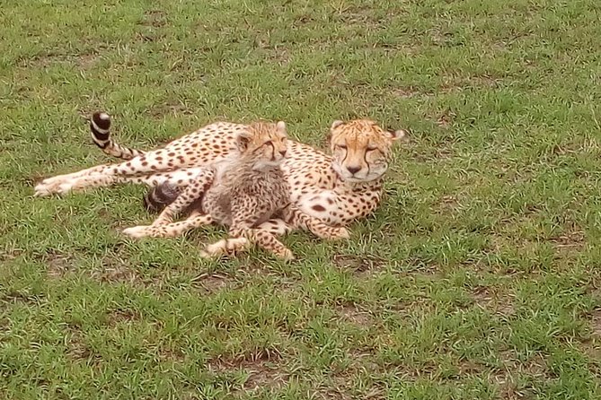 Amboseli National park Day trip:Mt kilimanjaro Views - Key things to know before you go