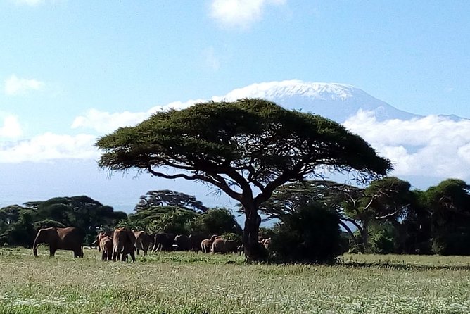 Amboseli National park Day trip:Mt kilimanjaro Views - Lunch, Water, and the Real Comfort Stuff