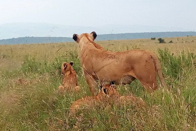 Amboseli National park Day trip:Mt kilimanjaro Views - Price and Value: What 190 Dollars Really Buys