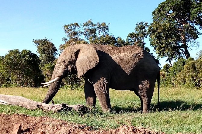 Amboseli National park Day trip:Mt kilimanjaro Views - Entering Amboseli: Why Dry-Season Wildlife Viewing Works