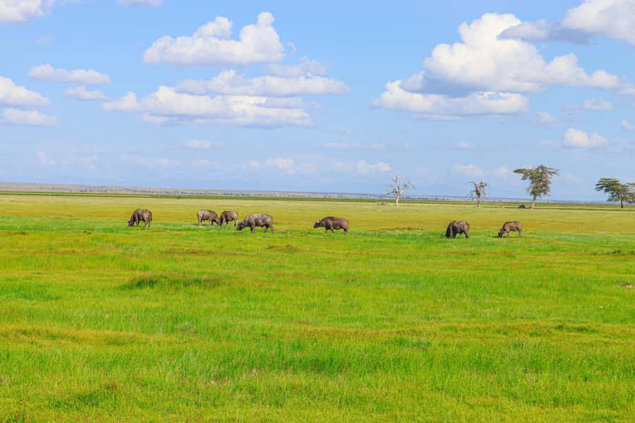 Amboseli National Park: Daytrip from Nairobi in a 4X4 Jeep - Key moments that make this daytrip worth it