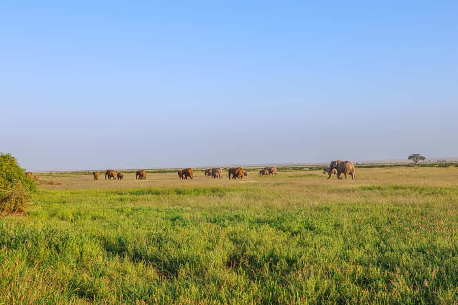 Amboseli National Park: Daytrip from Nairobi in a 4X4 Jeep - Kibo Safari Camp lunch: a proper break, not just a time filler