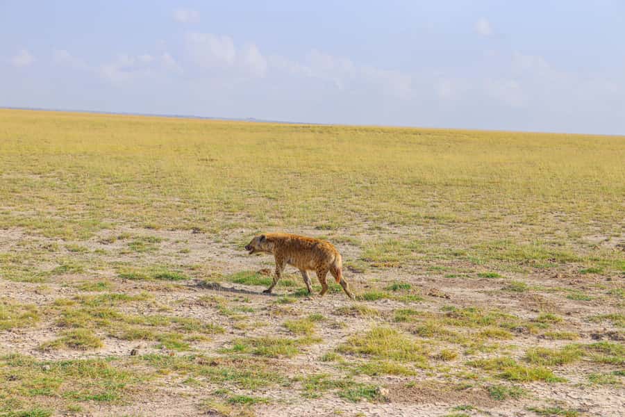 Amboseli National Park: Daytrip from Nairobi in a 4X4 Jeep - How long you actually get for animal watching