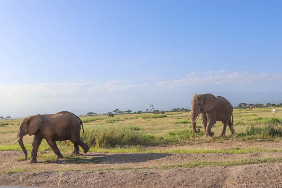 Amboseli National Park: Daytrip from Nairobi in a 4X4 Jeep - Wildlife expectations: what you are most likely to see first