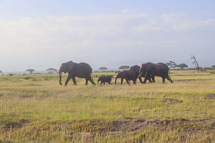 Amboseli National Park: Daytrip from Nairobi in a 4X4 Jeep - Price and value: is $280 a good deal for this format?