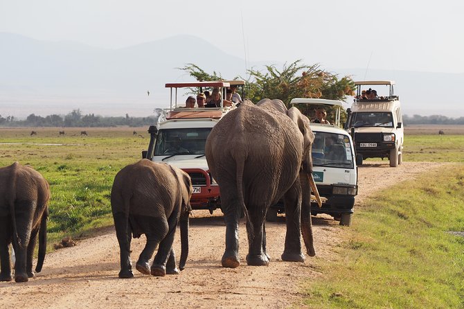 Amboseli National Park Full Day Guided Tour - Why Amboseli National Park Feels Different on a One-Day Plan