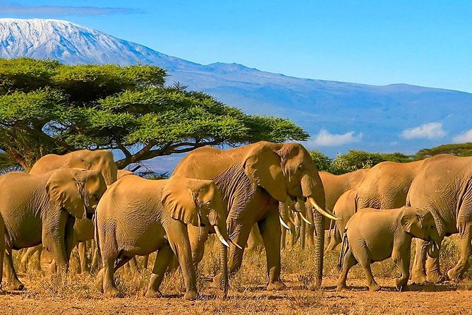 Amboseli National Park Full Day Guided Tour - Mt. Kilimanjaro Views: When the Weather Turns a Safari Into a Photo Story