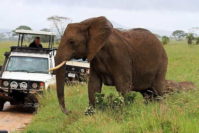 Amboseli National Park Full Day Guided Tour - Price and Value: What USD 195 Covers, and What You Pay On Top