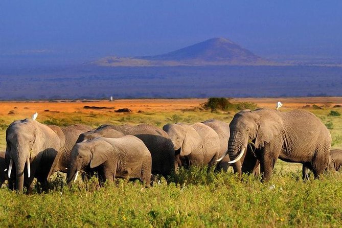 Amboseli National Park Full Day Guided Tour - Who This Tour Fits Best (And Who Might Skip It)