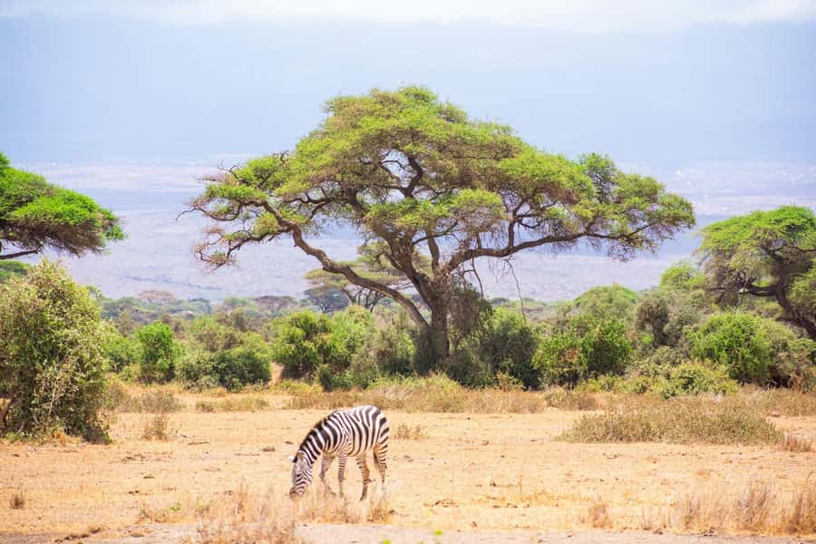 Amboseli National Park: Full Day Tour From Nairobi - Key things you will enjoy most in Amboseli