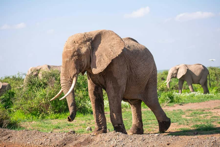Amboseli National Park: Full Day Tour From Nairobi - Your first Amboseli game drive: elephants, lions, and the daily rhythm of spotting