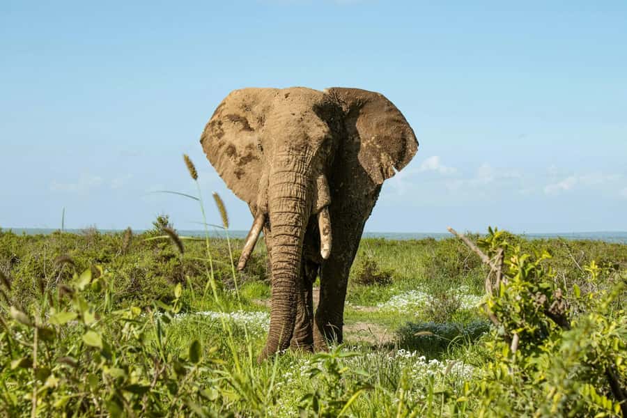 Amboseli National Park: Full Day Tour From Nairobi - Open-roof 4x4 safari: great views, real comfort tradeoffs