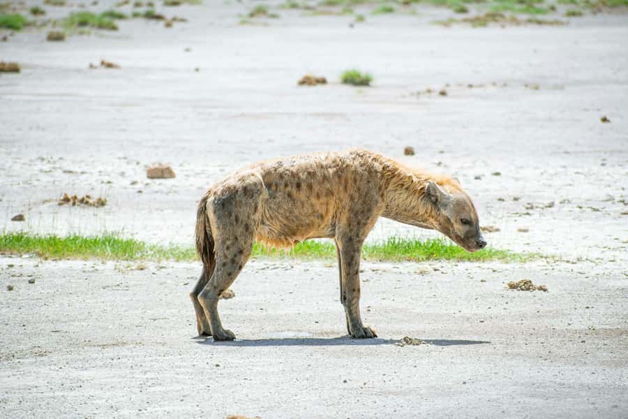 Amboseli National Park: Full Day Tour From Nairobi - Should you book the Amboseli full-day tour from Nairobi?