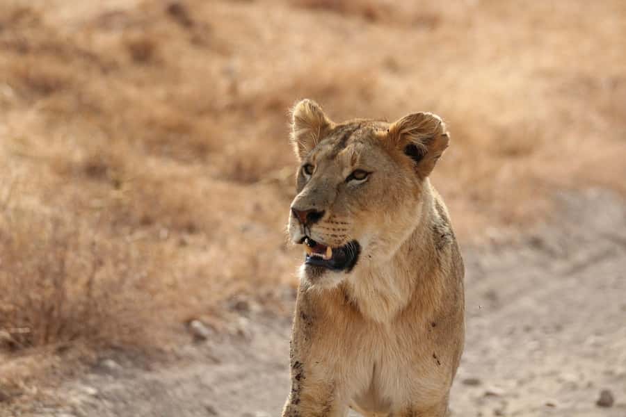 Amboseli National Park: Full Day Tour From Nairobi - Mount Kilimanjaro photo timing: protect the morning window