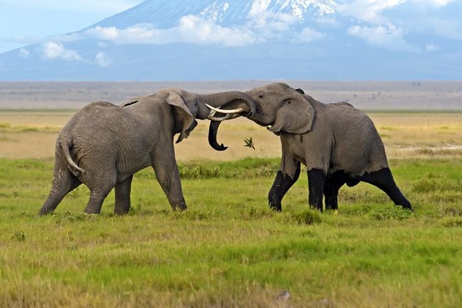 Amboseli National Park: Guided Full Day Tour - Nairobi to Amboseli: The Drive That Makes or Breaks Your Expectations