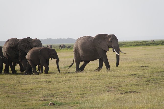 Amboseli National Park: Guided Full Day Tour - Big Five Focus: How the Wildlife Stops Work in Real Life