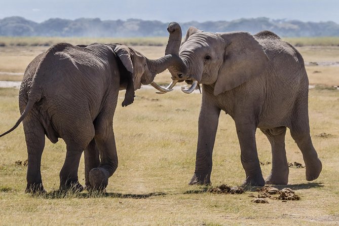 Amboseli National Park Guided Full Day Tour - The guide experience: Titus and Simon in the spotlight