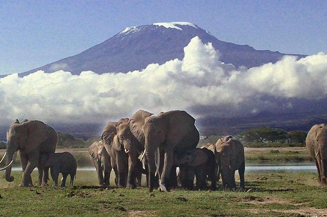 Amboseli National Park: Guided Full Day Tour - Arriving in Amboseli: Kilimanjaro Views and Elephant Chances