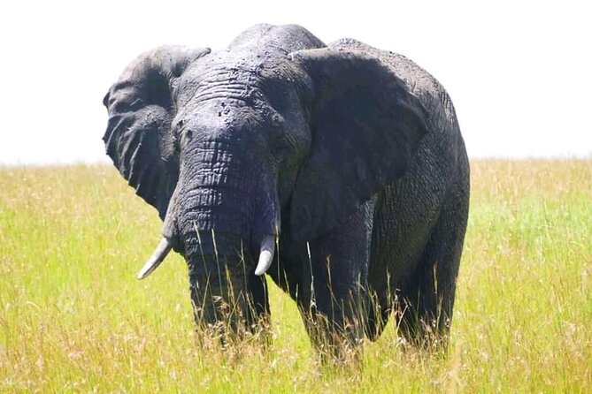 Amboseli national park over night - Afternoon Game Drive, Sundowner, and the Elephant-Filled Amboseli