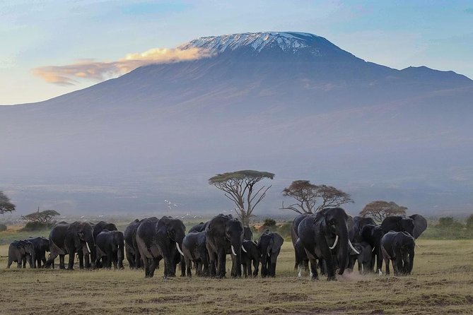Amboseli Park & Kilimanjaro views Day tour - Afternoon game drive rhythm: make the most of the second viewing window