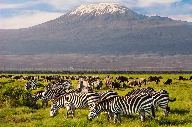 Amboseli Park & Kilimanjaro views Day tour - Optional Maasai village upgrade: cultural context on your wildlife day