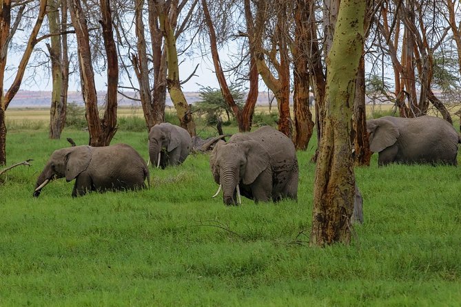 Amboseli Park & Kilimanjaro views Day tour - Price and value at $200, plus what you pay separately at the park